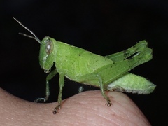 Abracris flavolineata