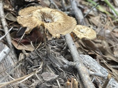 Lentinus crinitus