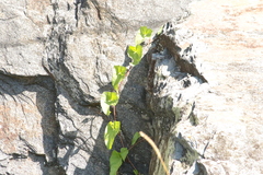 Convolvulus