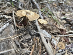 Lentinus crinitus