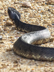Agkistrodon piscivorus