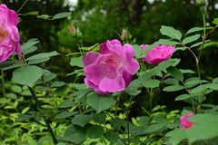 Rosa multiflora cathayensis