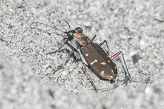 Cicindela oregona