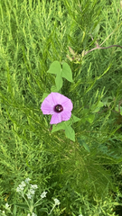 Ipomoea cordatotriloba