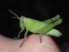 Abracris flavolineata