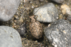 Opisthius richardsoni