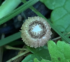 Nidulariaceae