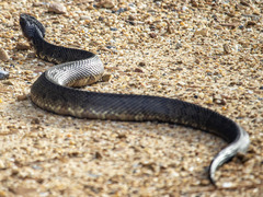 Agkistrodon piscivorus