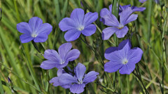 Linum narbonense