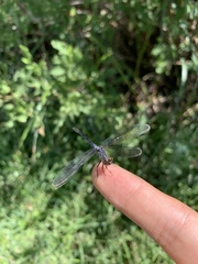 Erythrodiplax berenice