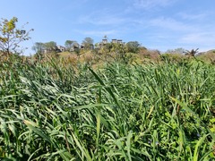 Typha capensis