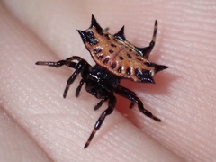 Gasteracantha cancriformis