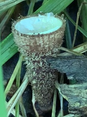 Nidulariaceae