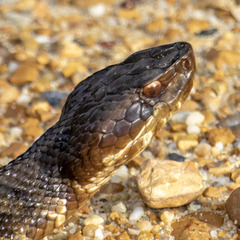 Agkistrodon piscivorus