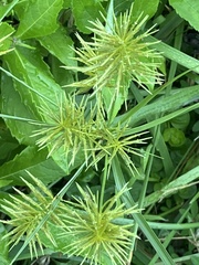 Cyperus strigosus