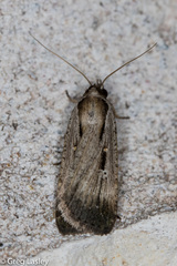 Tathorhynchus exsiccata