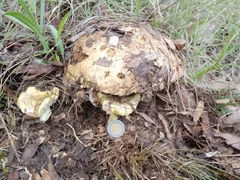 Phlebopus marginatus