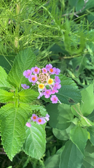 Lantana × strigocamara