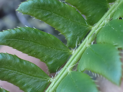 Polystichum lonchitis