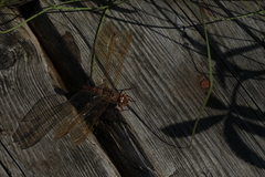 Aeshna grandis
