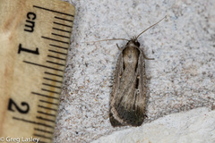 Tathorhynchus exsiccata