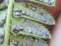 Polystichum lonchitis