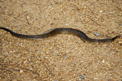 Agkistrodon piscivorus