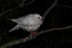 Columba livia domestica