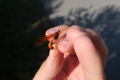 Opheltes glaucopterus