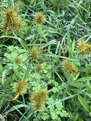 Cyperus strigosus