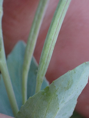 Epilobium glaberrimum