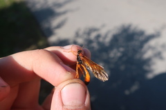 Opheltes glaucopterus