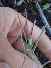 Epilobium glaberrimum