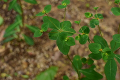 Euphorbia micractina