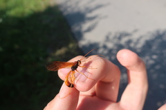 Opheltes glaucopterus