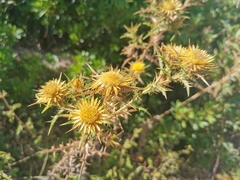 Carlina graeca