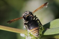 Pachodynerus nasidens