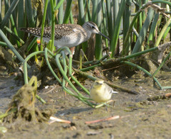 Tringa glareola
