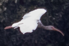 Eudocimus albus