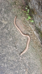 Anguis fragilis
