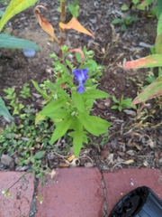 Trichostema dichotomum