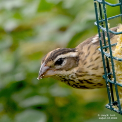 Pheucticus ludovicianus