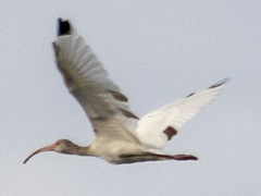 Eudocimus albus