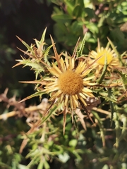 Carlina graeca