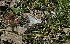 Cydalima perspectalis