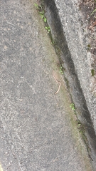 Anguis fragilis