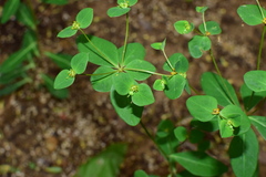 Euphorbia micractina