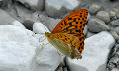 Argynnis paphia