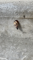 Drymaeus multilineatus