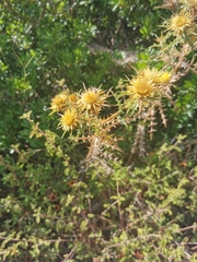 Carlina graeca